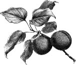 plum